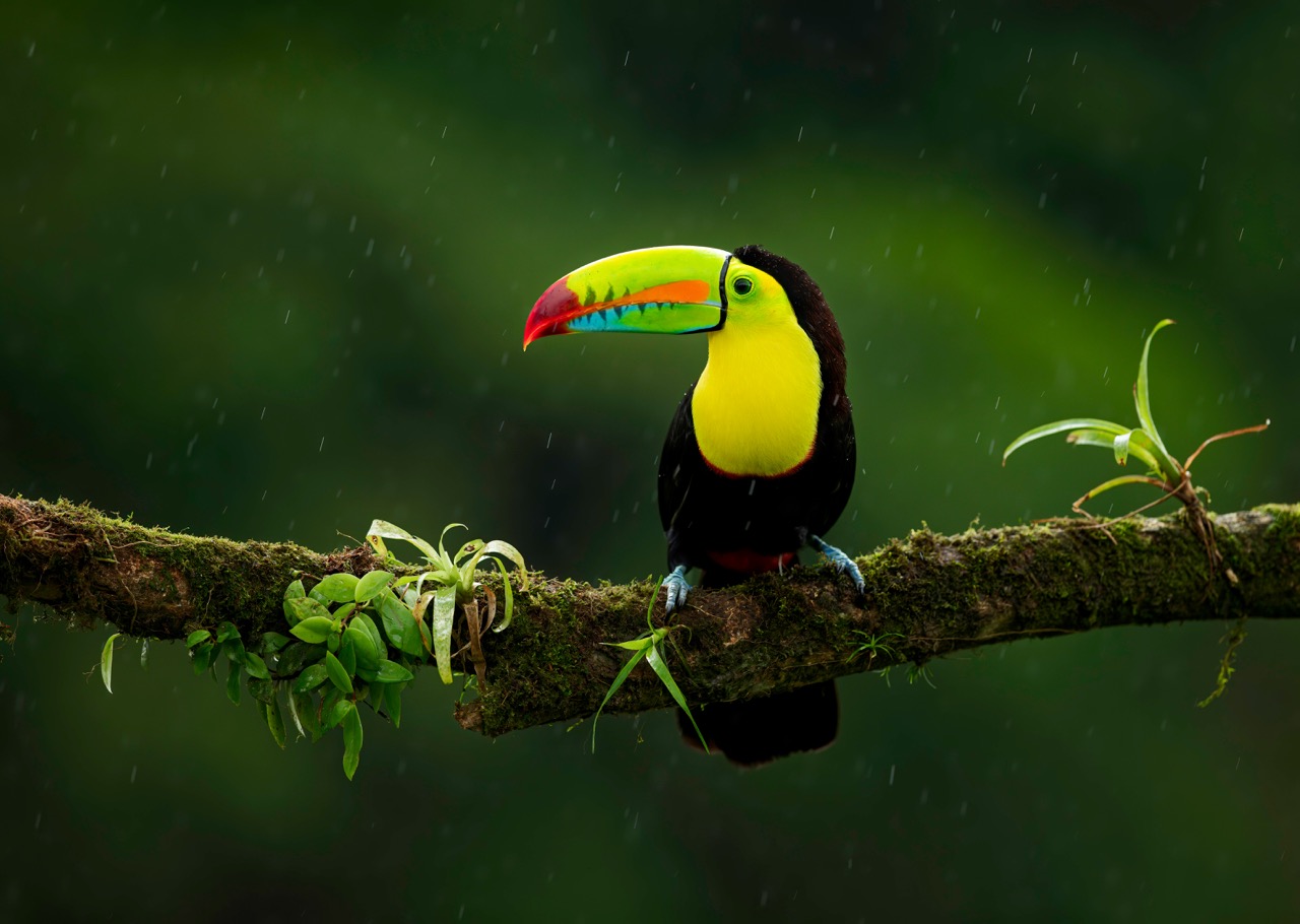 Costa Rica, Toucan